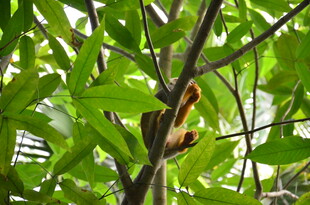 树枝上的蝴蝶与绿叶