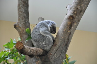 树上酣睡的考拉