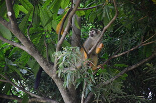 树上休憩的鸟儿