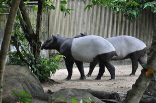动物园中的马来貘