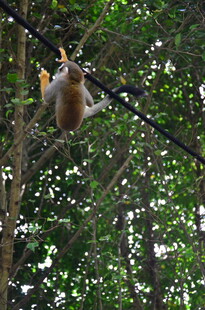 树上嬉戏的松鼠