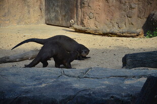石台上行走的獴科动物