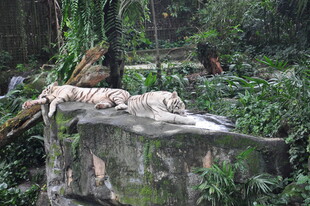 岩石上休憩的老虎