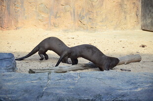 两只水獭在地面互动