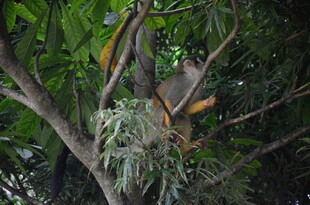 树上鸟巢隐于繁茂枝叶间