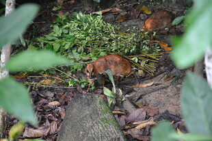 森林中的小动物