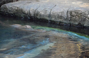 清澈水潭中的斑斓光影