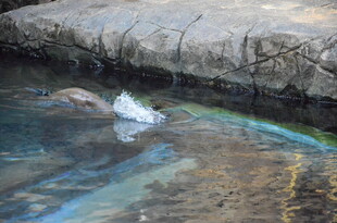 水中彩虹与石块景观