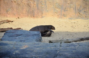 岩石上休憩的海豹