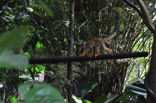丛林中的猴子