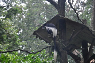 树上小屋藏于葱郁林间