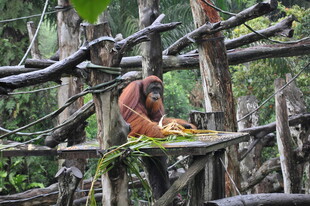 猩猩在木架上享用食物