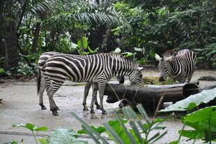 斑马与野猪共处自然场景
