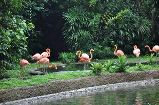 水边的火烈鸟群