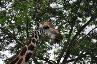 长颈鹿于绿荫间进食
