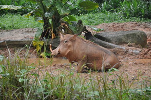 野外休憩的疣猪