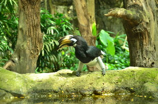 林中犀鸟站立于树干