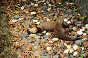 林间松鼠在落叶石子间