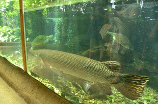 水族馆内的大型观赏鱼