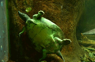 水族馆中趴在岩石上的绿海龟