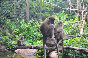 树枝上的几只猴子