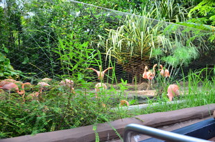 丛林中的野生动物景观