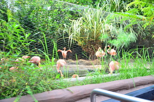 动物园中休憩的灵长类动物