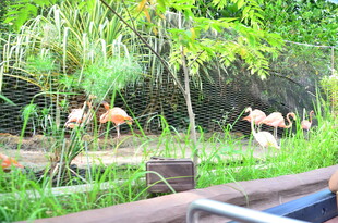 船边水域的野生鹿群