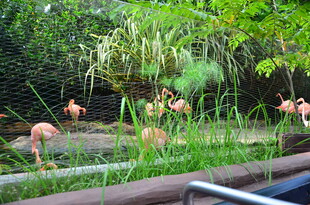 湿地中的火烈鸟与绿植