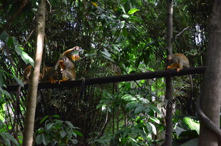 林中猴子栖息于枝桠间