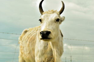 白色长角牛特写