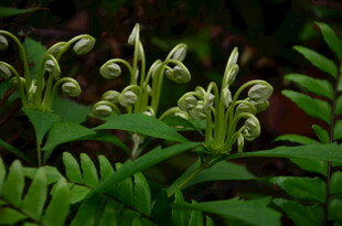 嫩绿蕨类植物生机勃勃