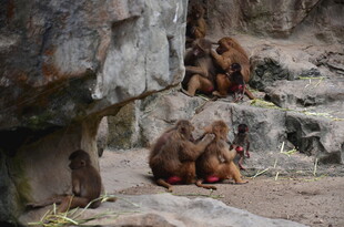 岩石旁亲昵互动的猴子