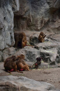 岩石旁休憩的几只猴子