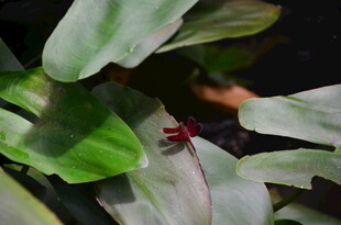 绿叶上的红色小昆虫