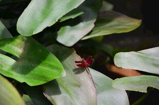 绿叶上的红色蜻蜓