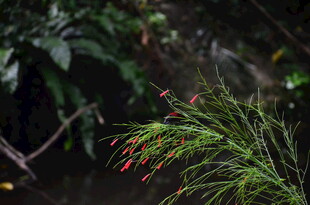 翠绿枝叶间的红色小花