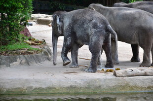 动物园中行走的几头大象