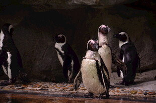 一群企鹅聚集在岩石旁