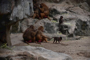 岩石上的猴群与小猴子