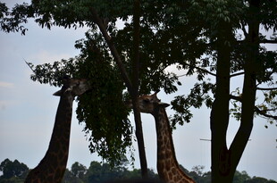 长颈鹿于树间的悠然景致