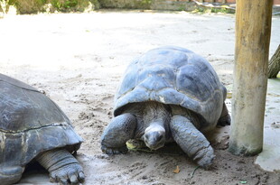 两只巨龟在沙地上休憩