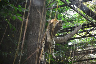 雨林中挂在绳索上的猴子