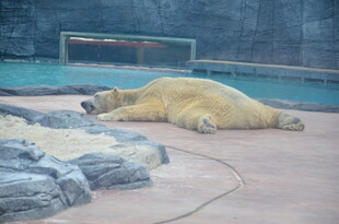 慵懒北极熊躺卧休憩