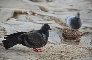 岩石上的两只鸽子