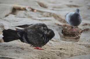 地面上的几只鸽子