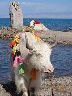 海边装饰彩饰的白牦牛