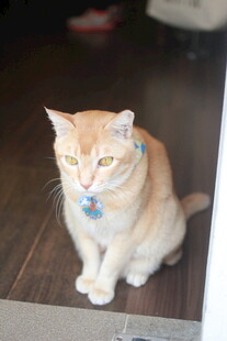 可爱橘猫戴饰品端坐