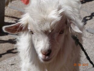 可爱小白羊特写