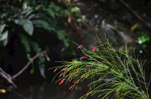 翠绿植物上的红色小花